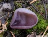 řasnatka fialová (Houby), Peziza subviolacea (Fungi)